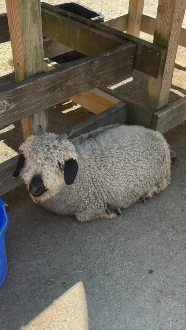 Instagram post from brandywinezoo. This post is in position 1.