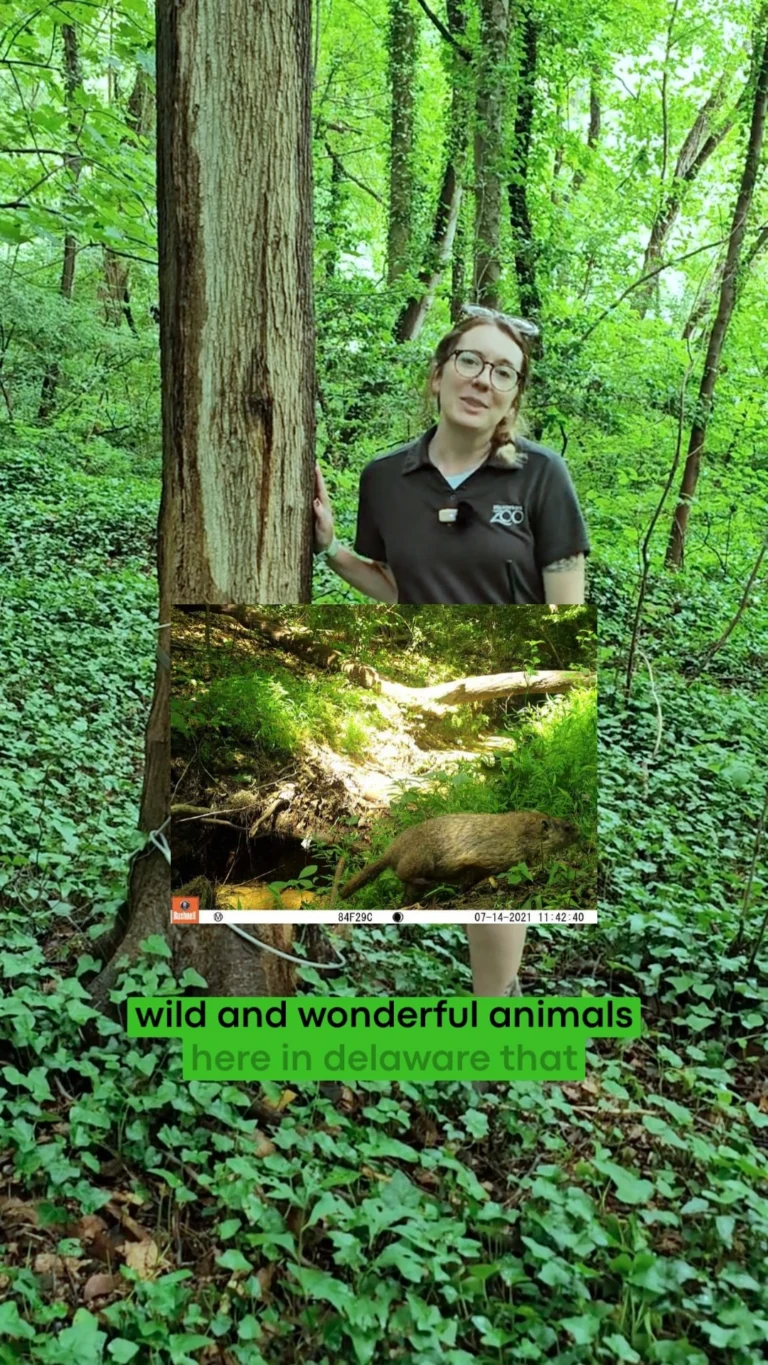 Instagram post from brandywinezoo. This post is in position 1.