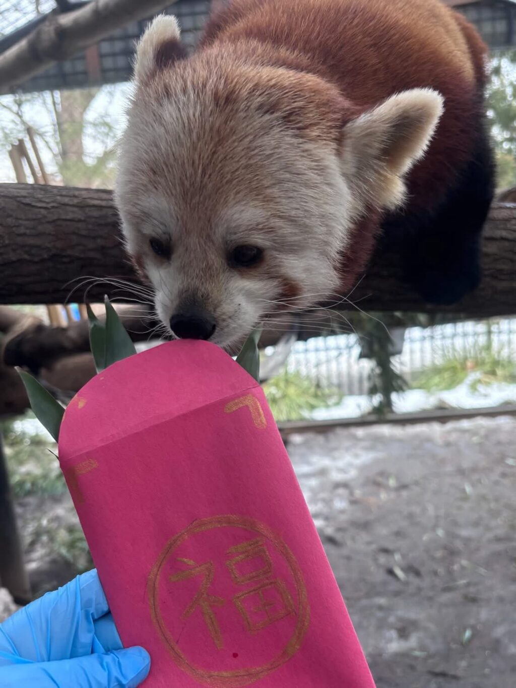 Instagram post from brandywinezoo. This post is in position 1.