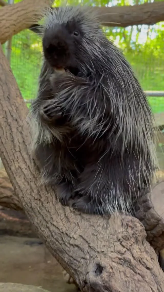 Instagram post from brandywinezoo. This post is in position 1.