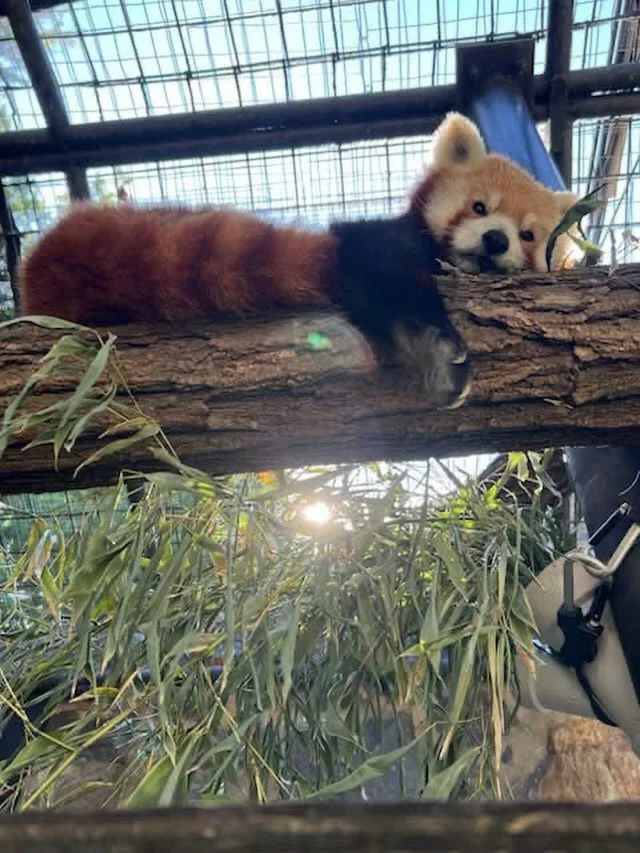 Instagram post from brandywinezoo. This post is in position 1.