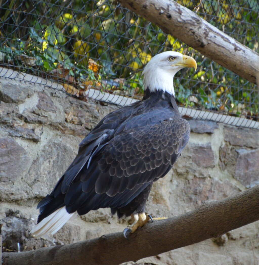 Instagram post from brandywinezoo. This post is in position 5.