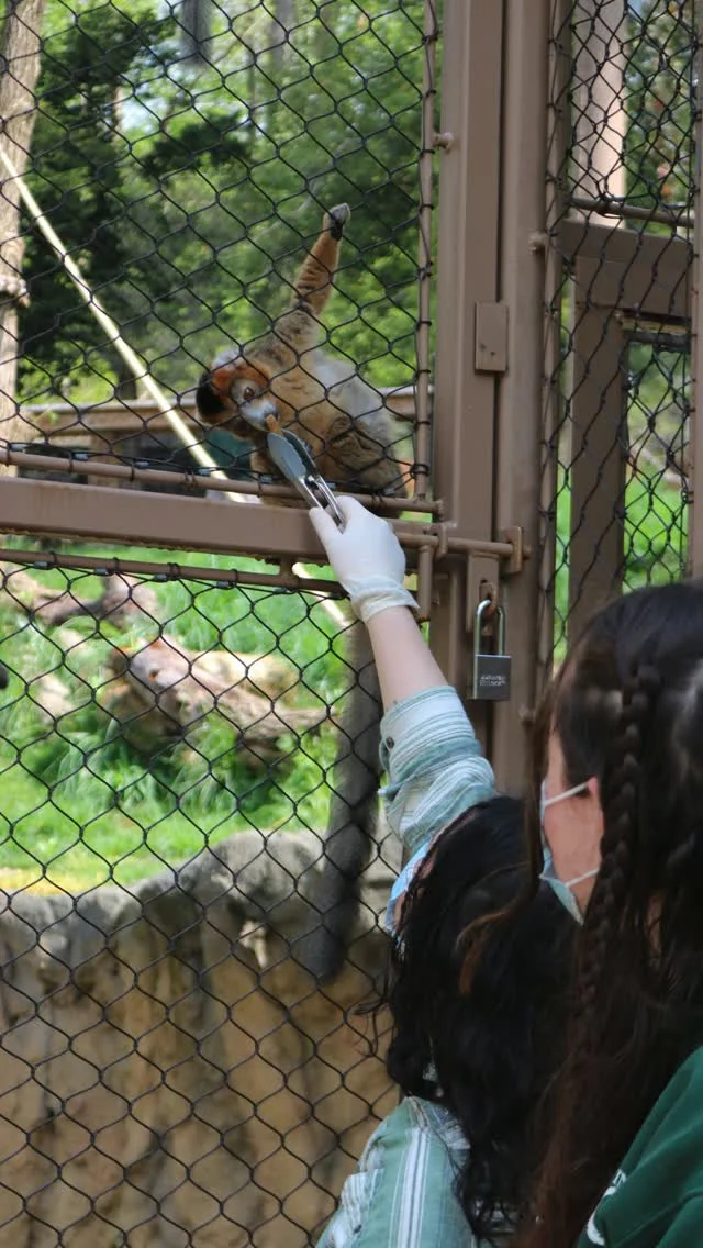 Instagram post from brandywinezoo. This post is in position 1.