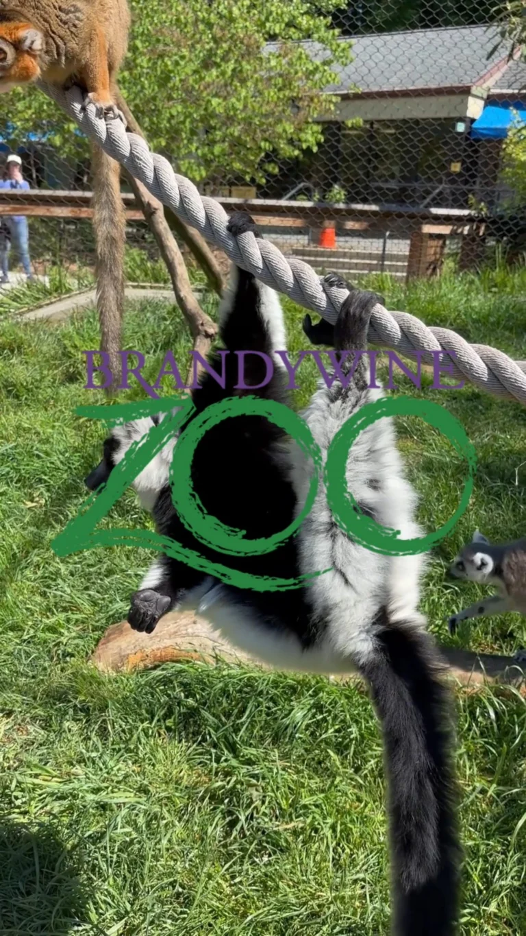 Instagram post from brandywinezoo. This post is in position 1.