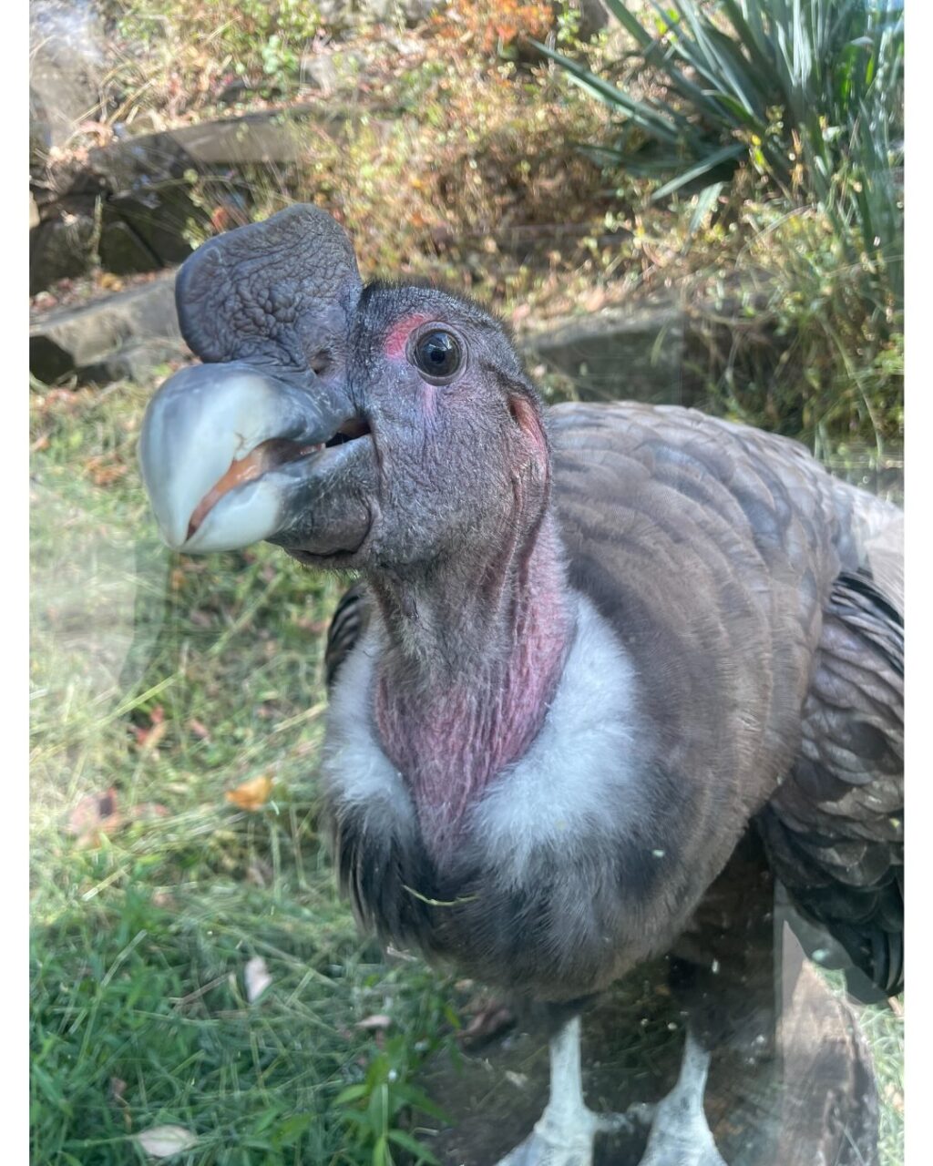 Instagram post from brandywinezoo. This post is in position 3.