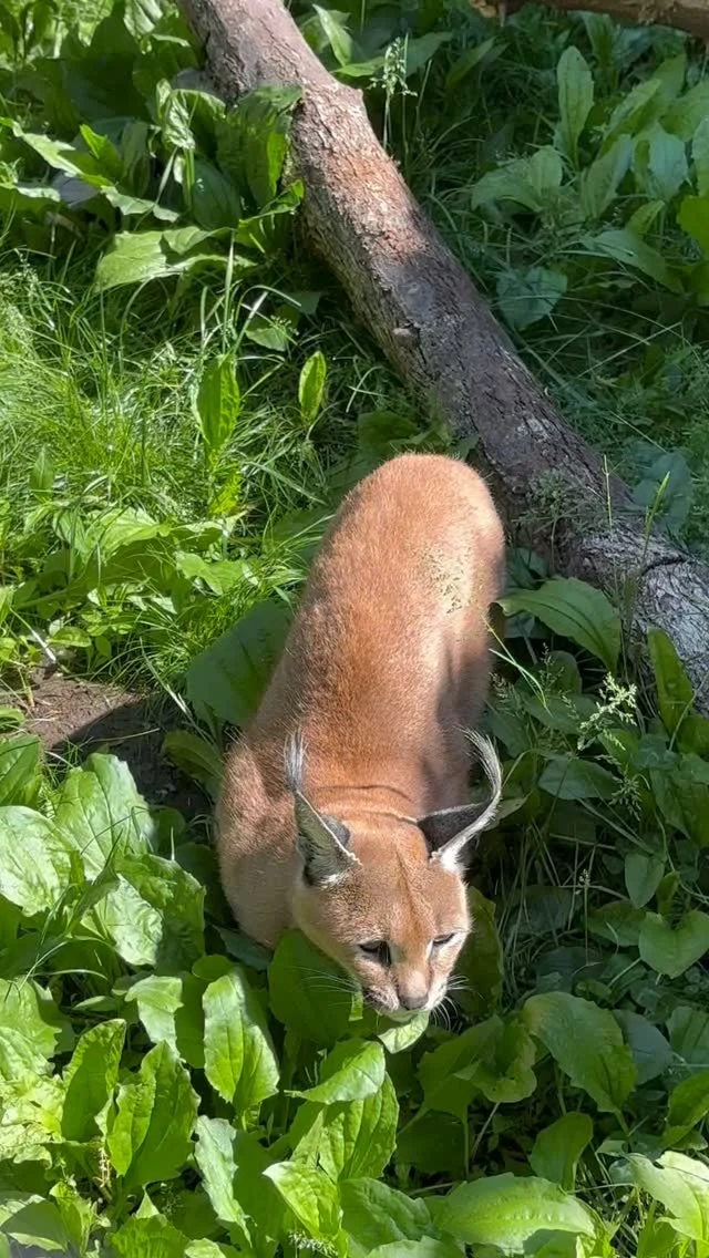 Instagram post from brandywinezoo. This post is in position 1.