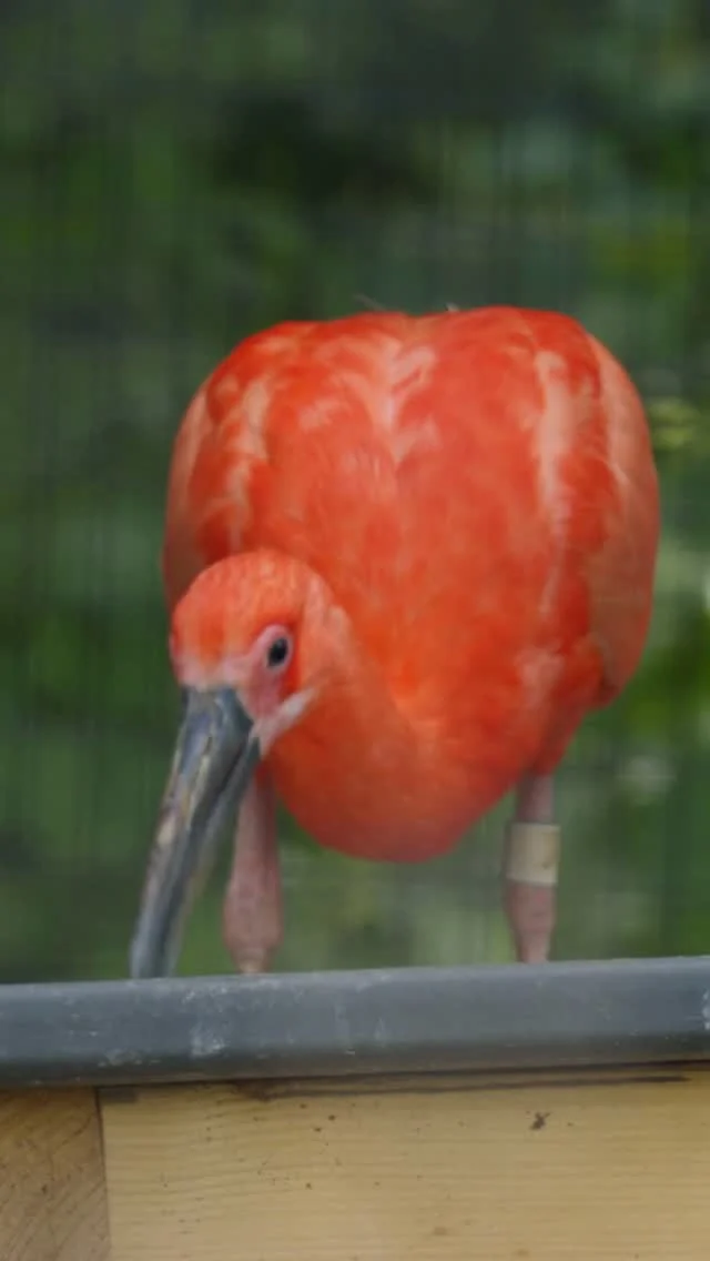 Instagram post from brandywinezoo. This post is in position 1.