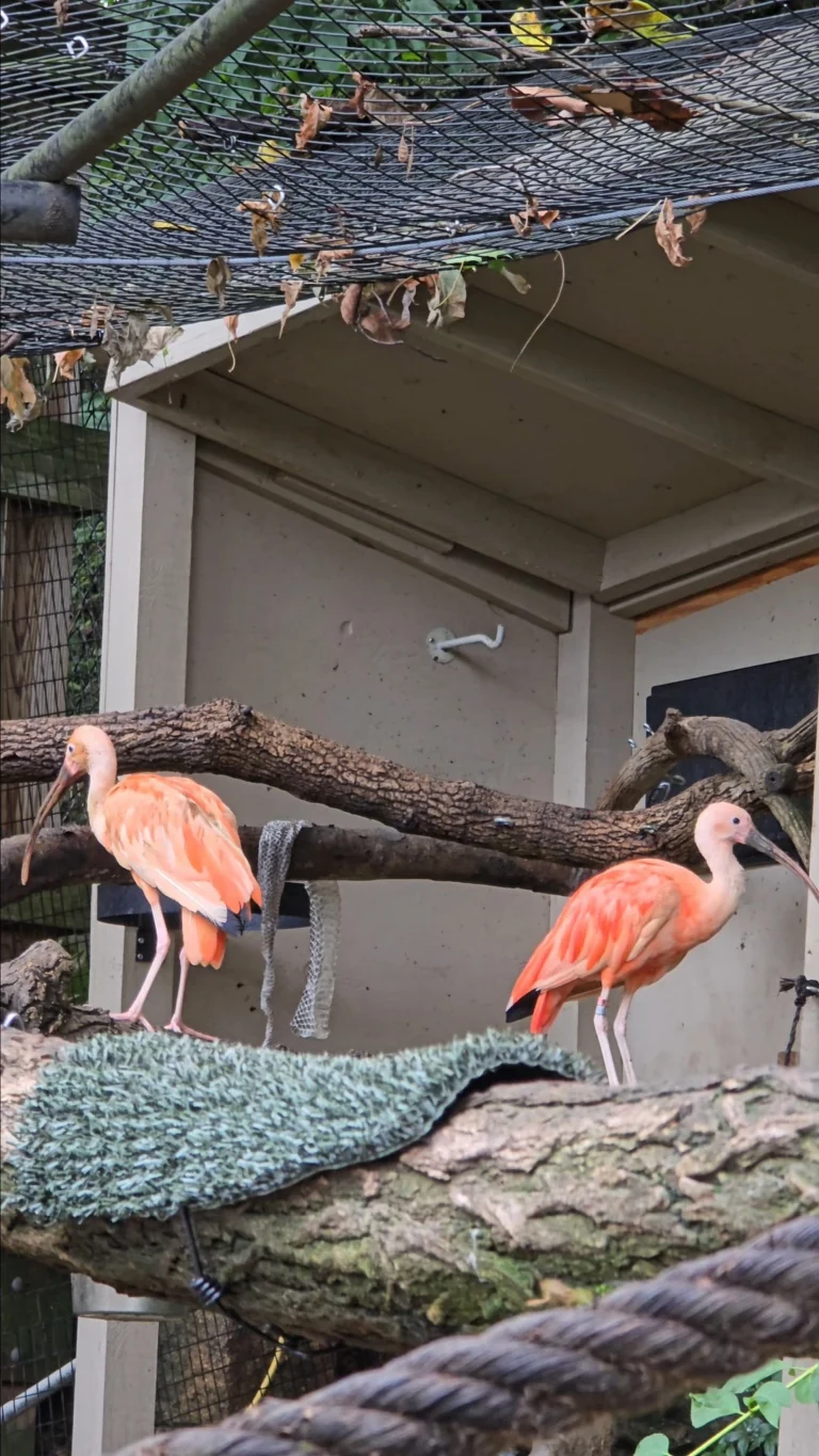 Instagram post from brandywinezoo. This post is in position 2.