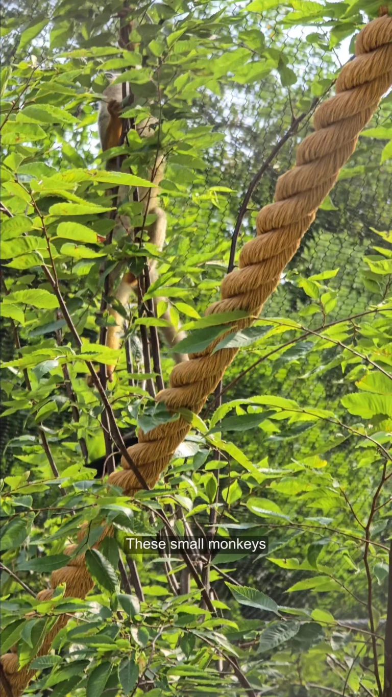 Instagram post from brandywinezoo. This post is in position 1.