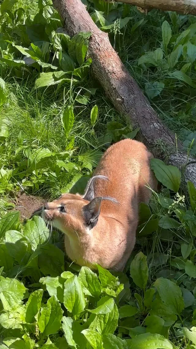 Instagram post from brandywinezoo. This post is in position 2.
