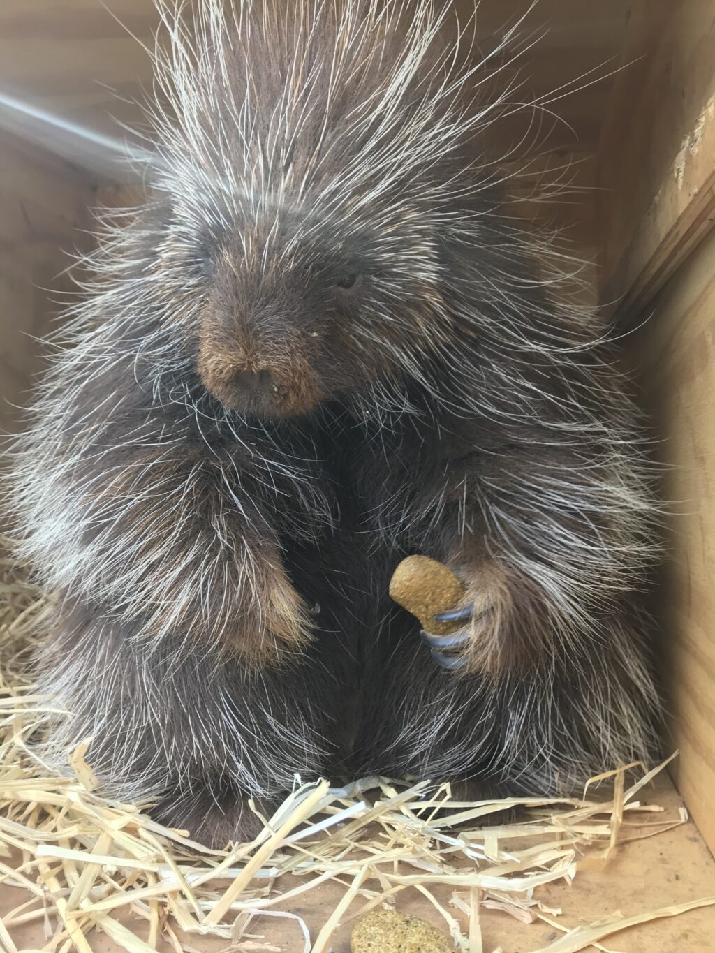 Instagram post from brandywinezoo. This post is in position 1.