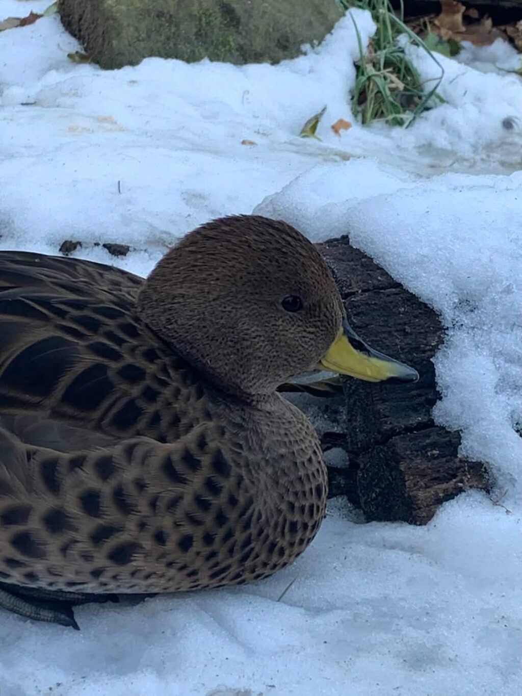 Instagram post from brandywinezoo. This post is in position 3.