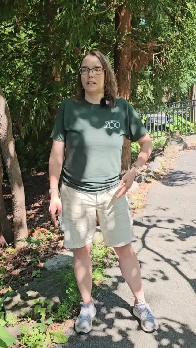 Instagram post from brandywinezoo. This post is in position 1.