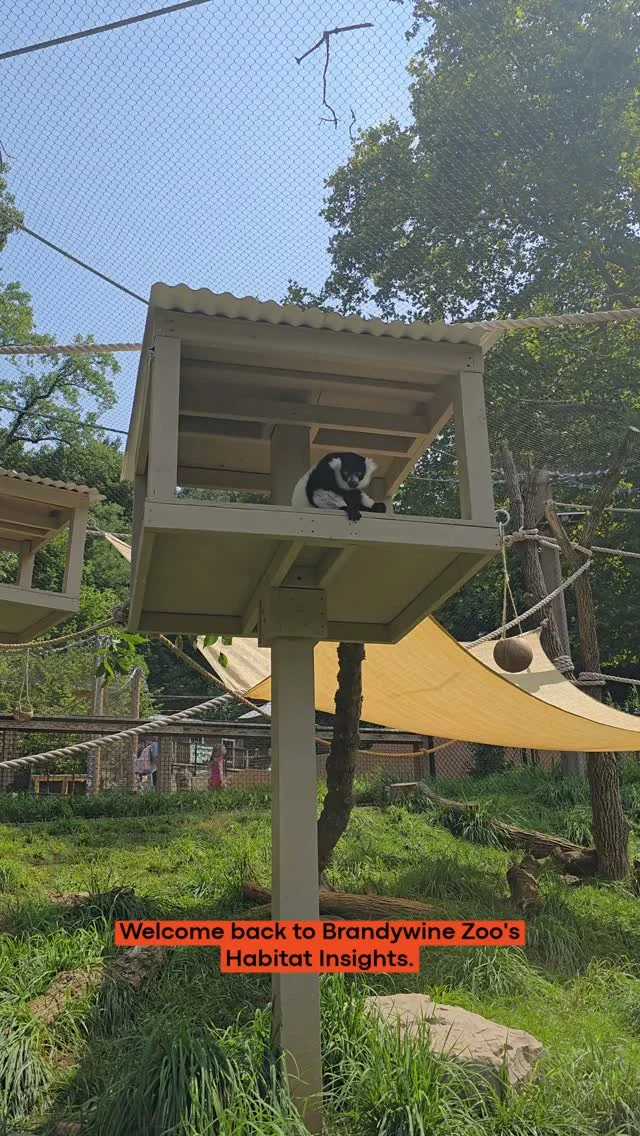 Instagram post from brandywinezoo. This post is in position 1.