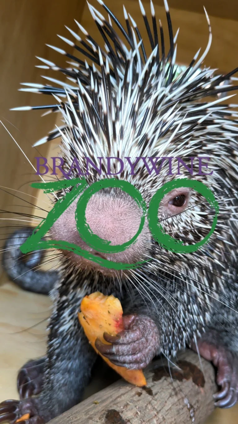 Instagram post from brandywinezoo. This post is in position 1.