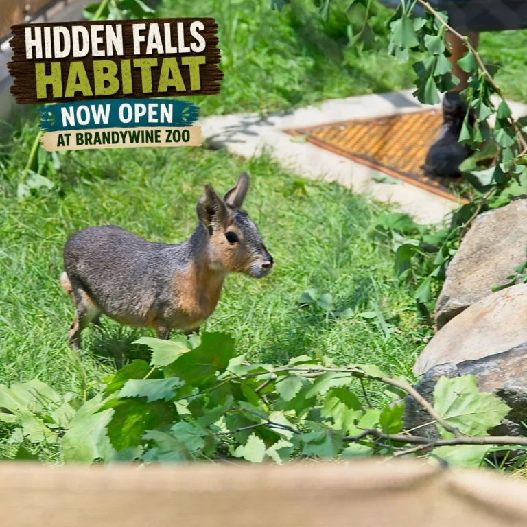 Instagram post from brandywinezoo. This post is in position 2.