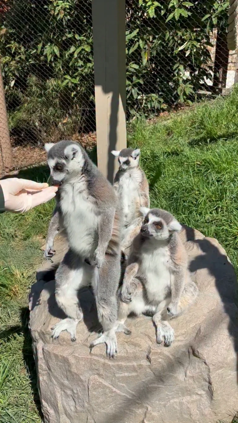 Instagram post from brandywinezoo. This post is in position 1.