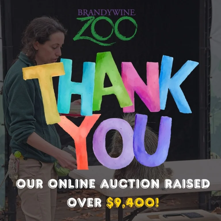 Instagram post from brandywinezoo. This post is in position 2.