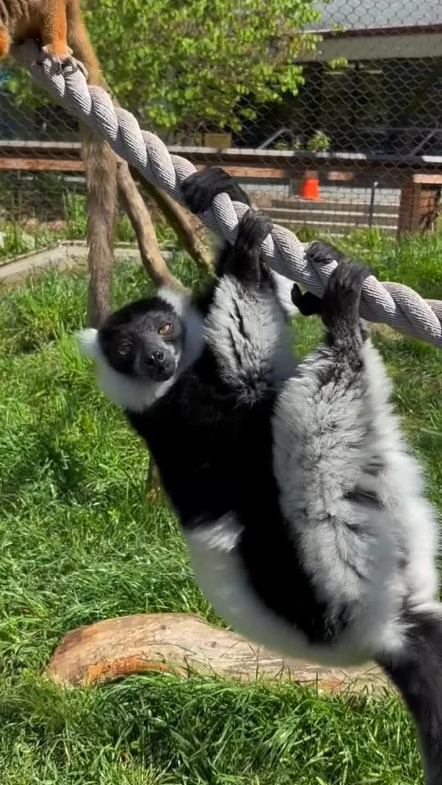 Instagram post from brandywinezoo. This post is in position 1.