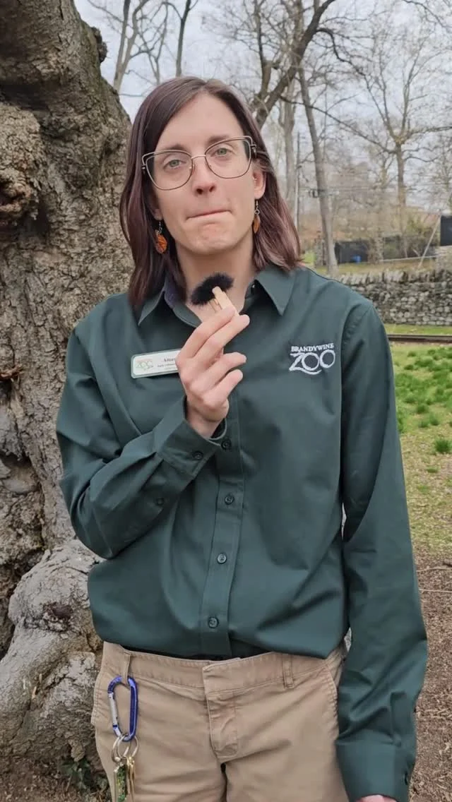 Instagram post from brandywinezoo. This post is in position 1.