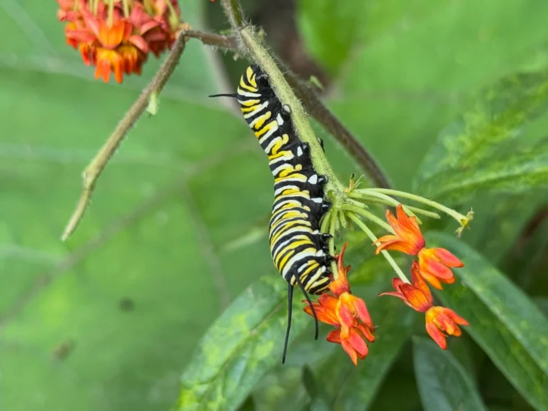 Instagram post from brandywinezoo. This post is in position 1.