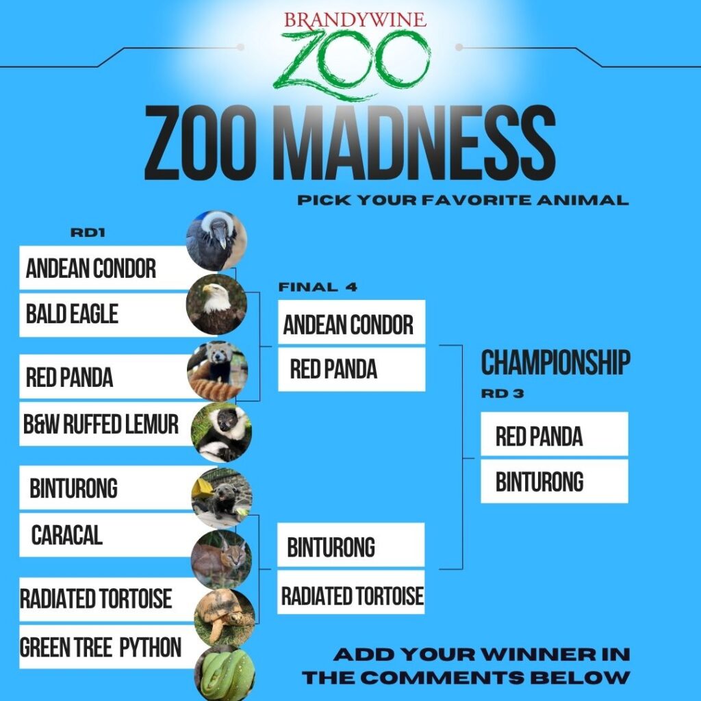 Instagram post from brandywinezoo. This post is in position 1.