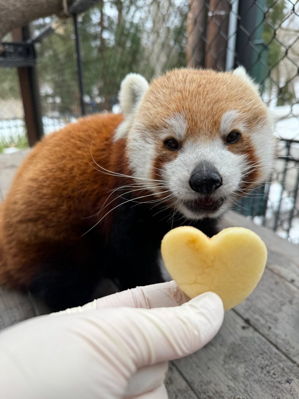 Instagram post from brandywinezoo. This post is in position 1.