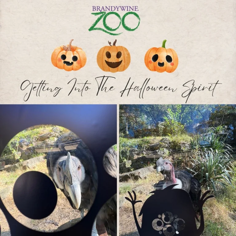 Instagram post from brandywinezoo. This post is in position 1.