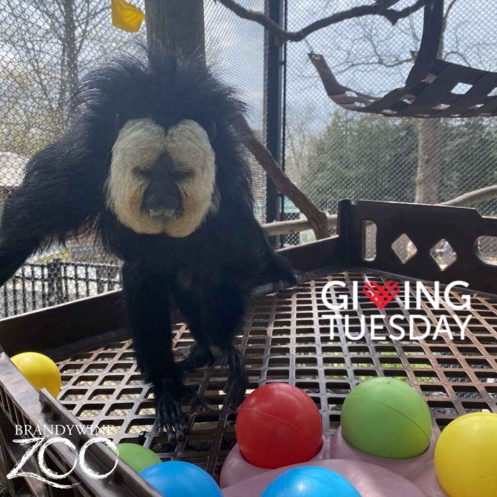 Instagram post from brandywinezoo. This post is in position 2.