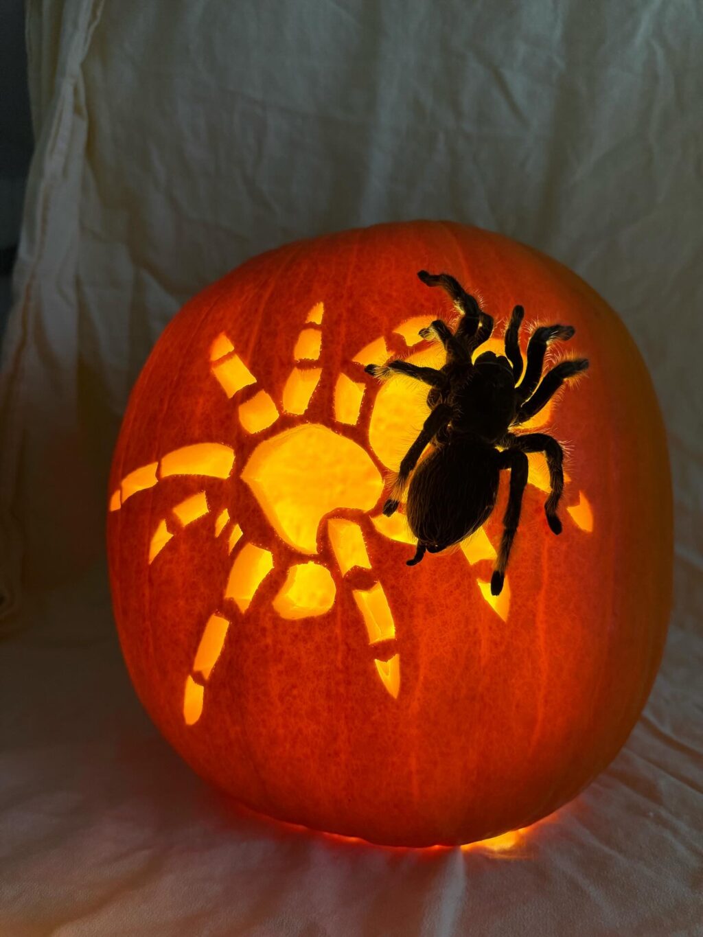 Instagram post from brandywinezoo. This post is in position 4.