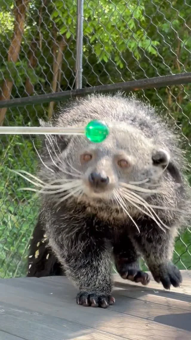 Instagram post from brandywinezoo. This post is in position 1.