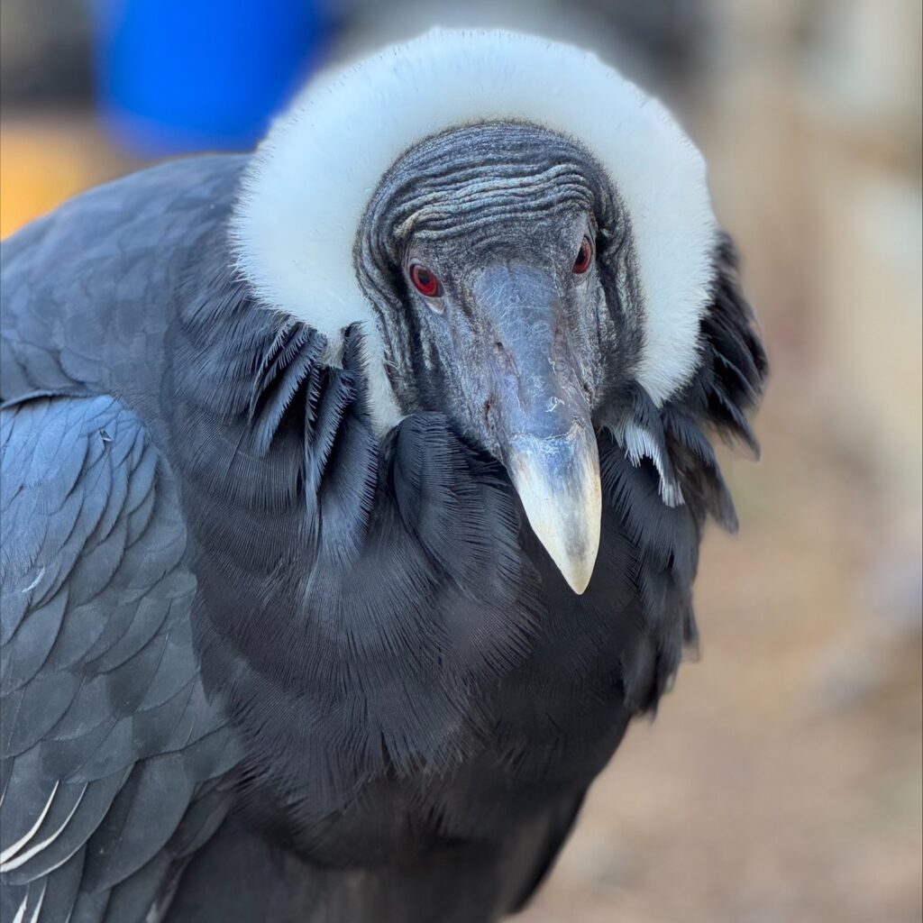 Instagram post from brandywinezoo. This post is in position 4.