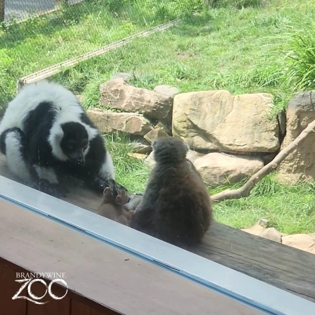 Instagram post from brandywinezoo. This post is in position 4.