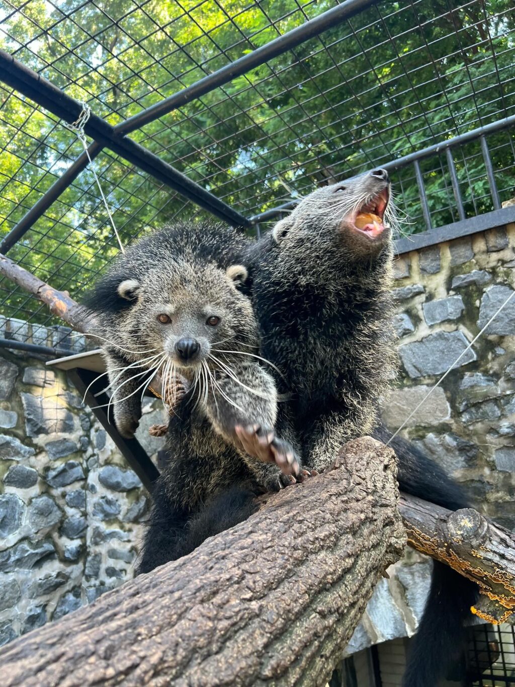 Instagram post from brandywinezoo. This post is in position 4.