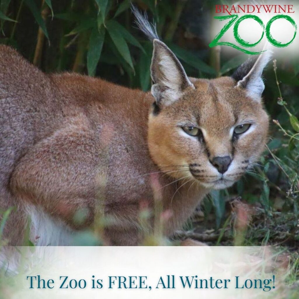 Instagram post from brandywinezoo. This post is in position 1.