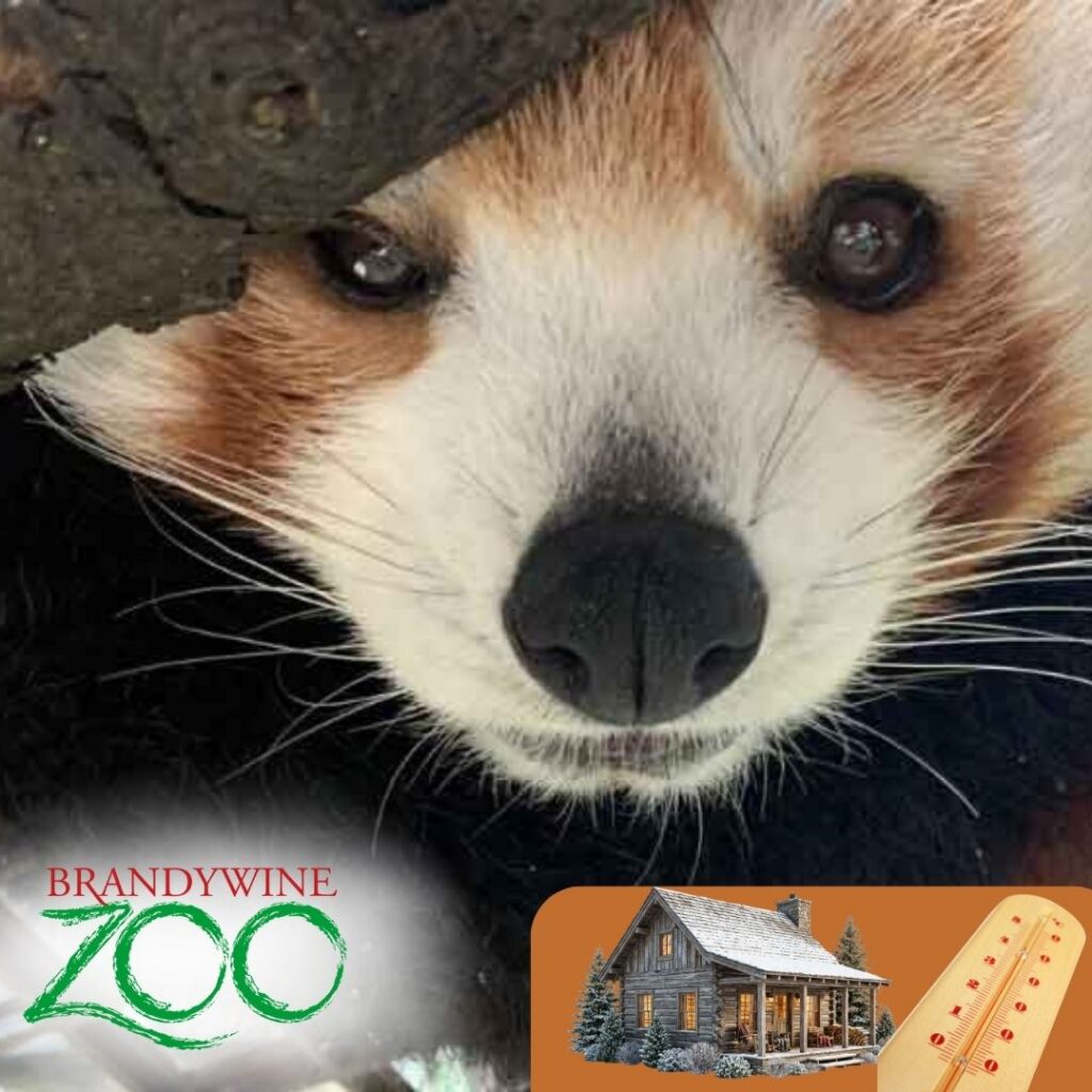 Instagram post from brandywinezoo. This post is in position 1.