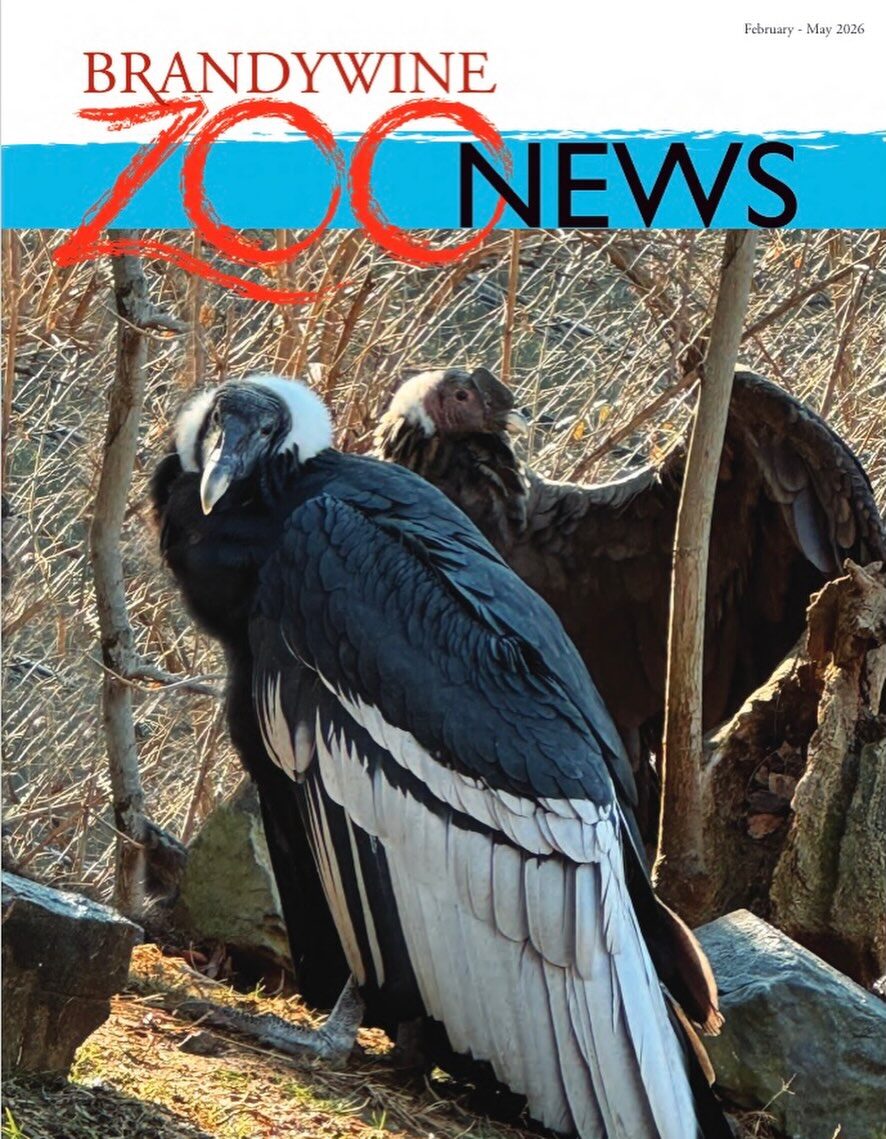 Instagram post from brandywinezoo. This post is in position 4.