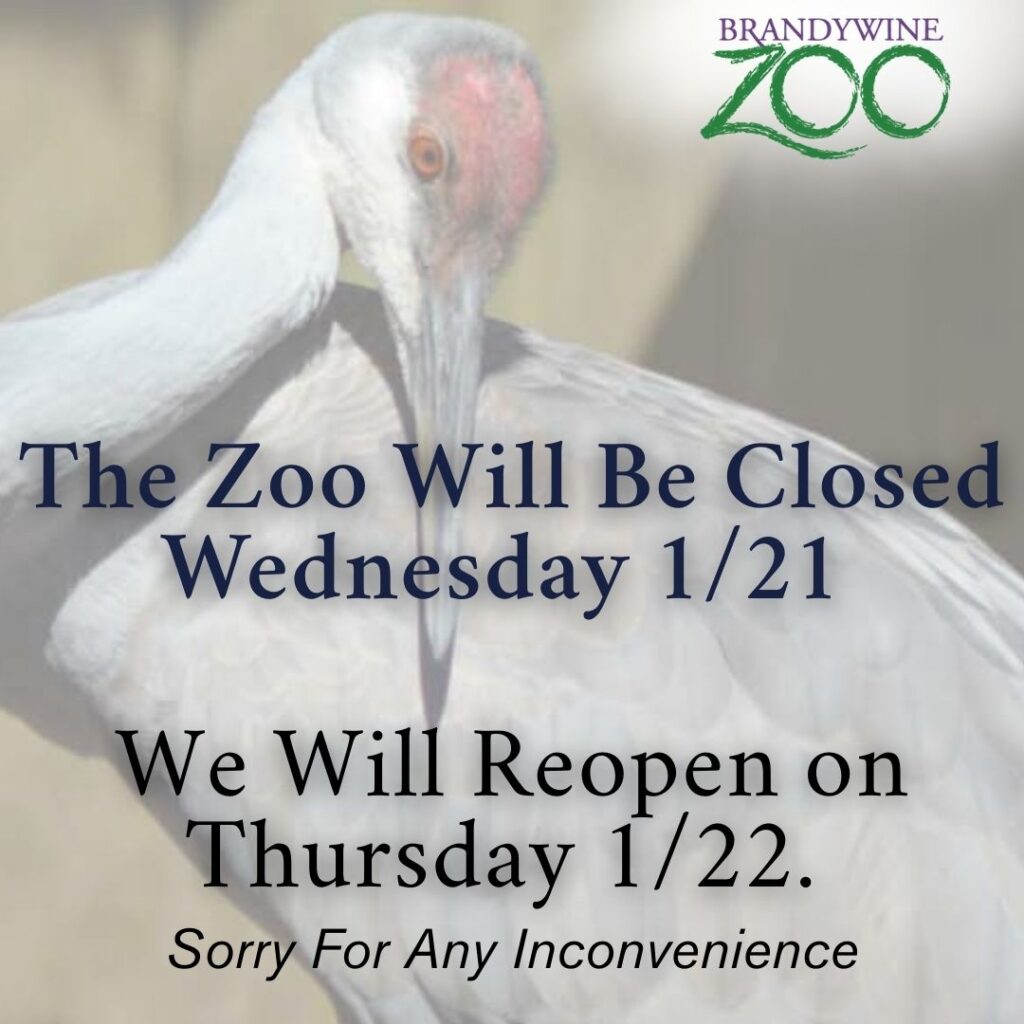 Instagram post from brandywinezoo. This post is in position 3.