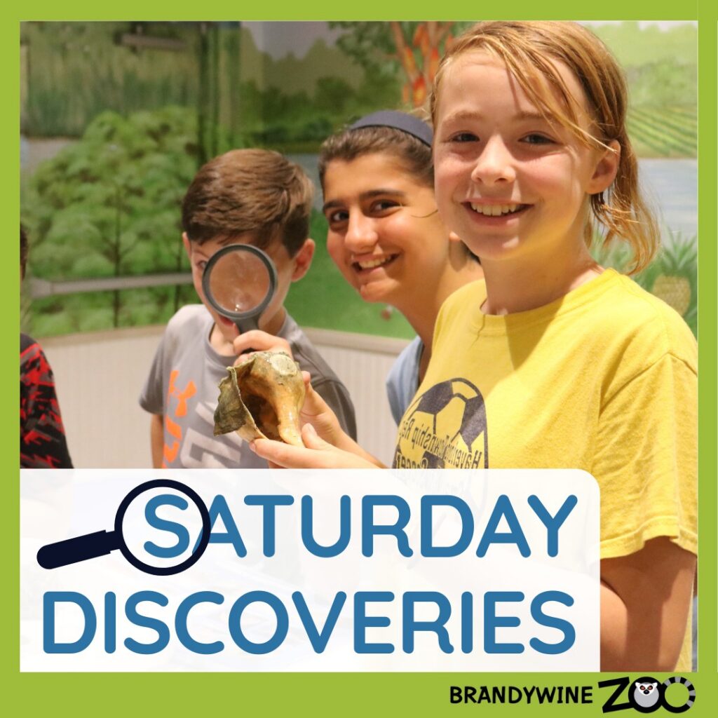 Instagram post from brandywinezoo. This post is in position 1.