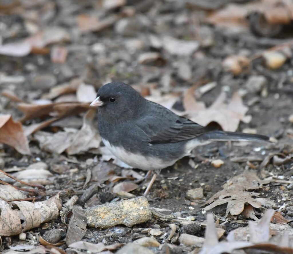 Instagram post from brandywinezoo. This post is in position 1.