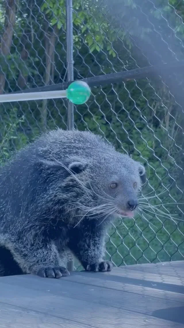 Instagram post from brandywinezoo. This post is in position 5.