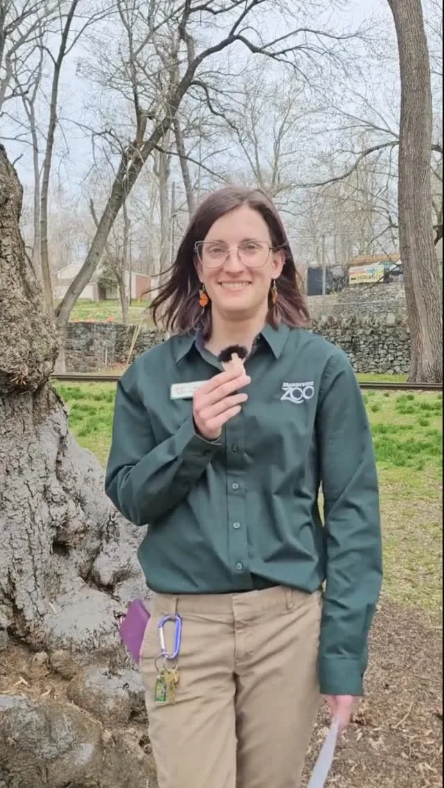 Instagram post from brandywinezoo. This post is in position 2.
