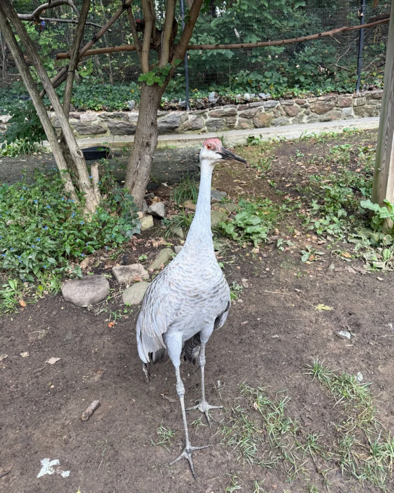 Instagram post from brandywinezoo. This post is in position 1.