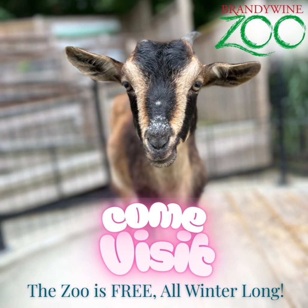 Instagram post from brandywinezoo. This post is in position 2.