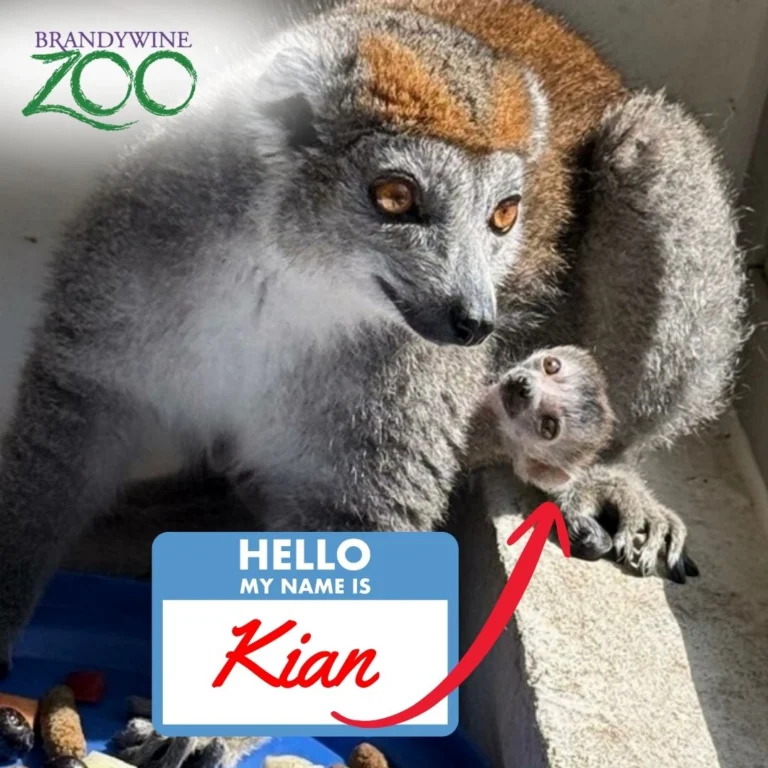 Instagram post from brandywinezoo. This post is in position 1.