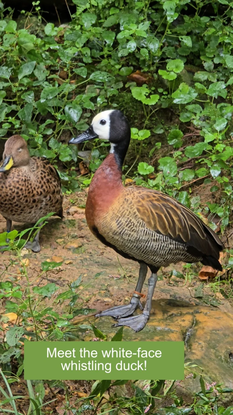 Instagram post from brandywinezoo. This post is in position 1.