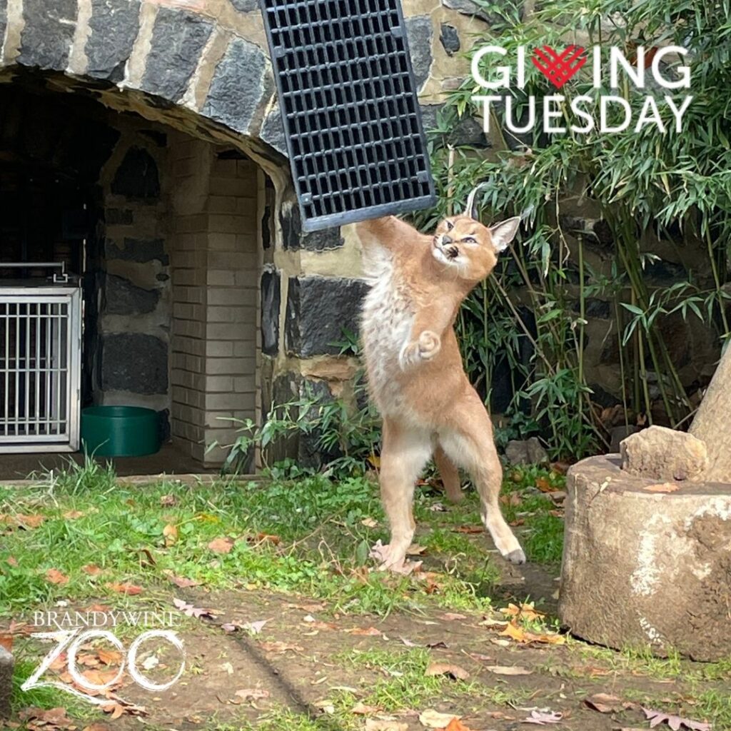 Instagram post from brandywinezoo. This post is in position 1.