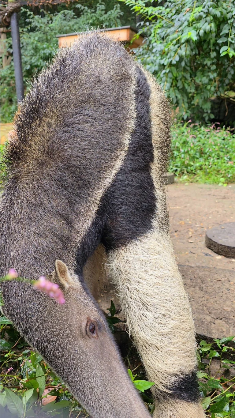 Instagram post from brandywinezoo. This post is in position 1.