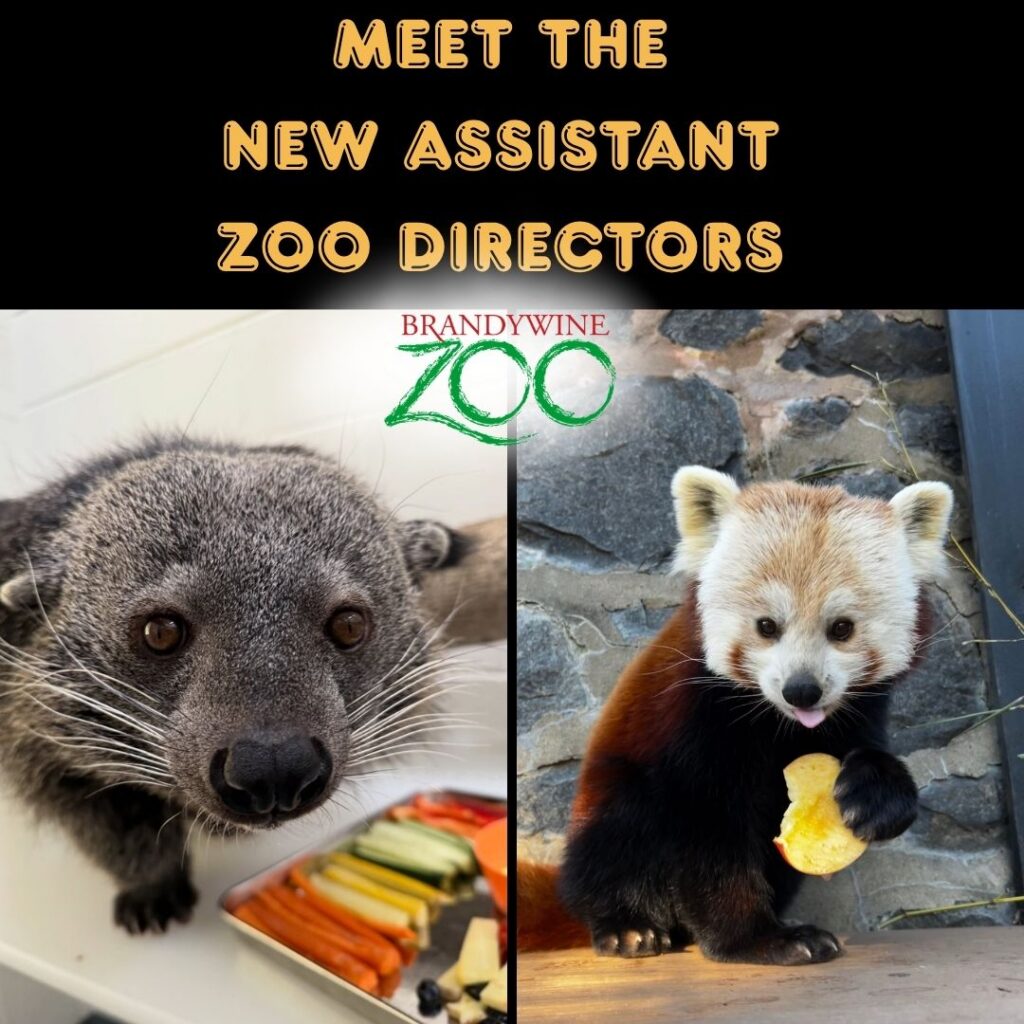 Instagram post from brandywinezoo. This post is in position 1.