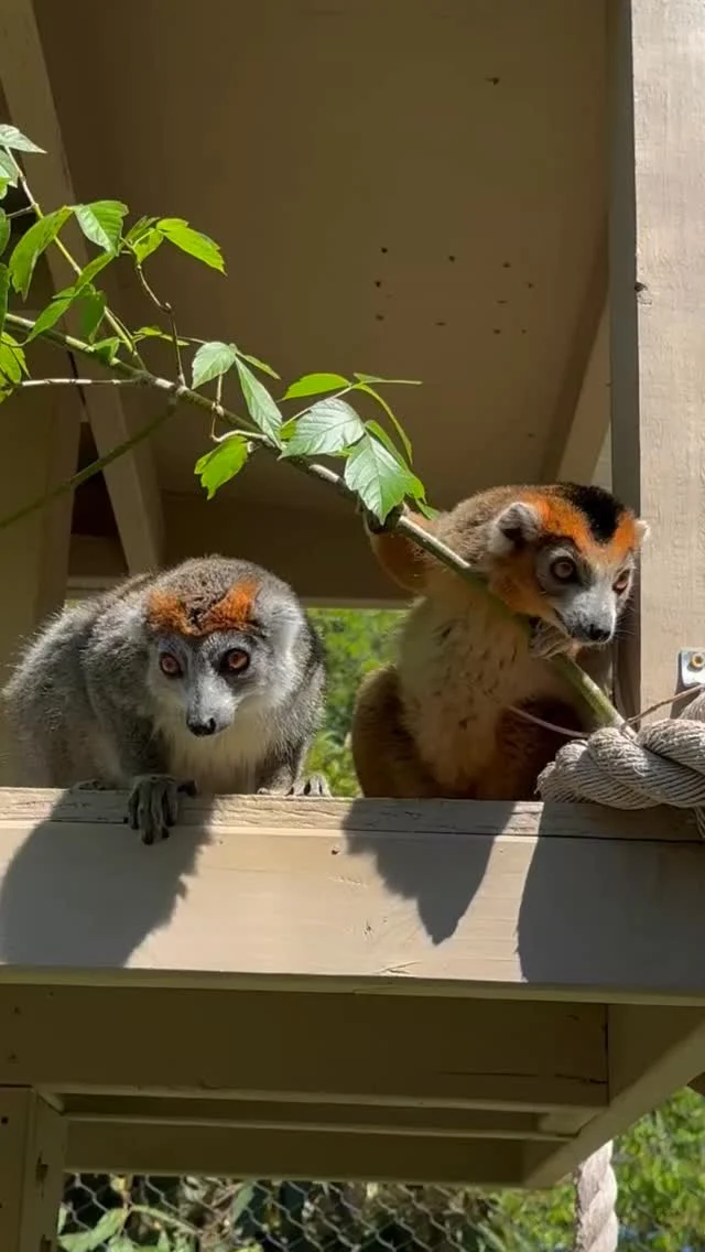 Instagram post from brandywinezoo. This post is in position 1.